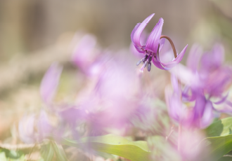 カタクリの花