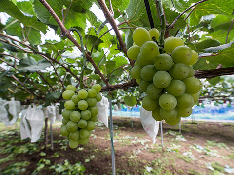 Akagi-oroshi Grape picking