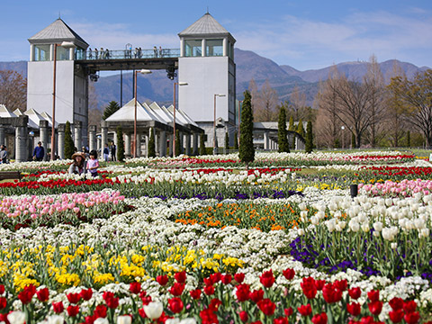 Green-flower farm Cherry Blossom Festival