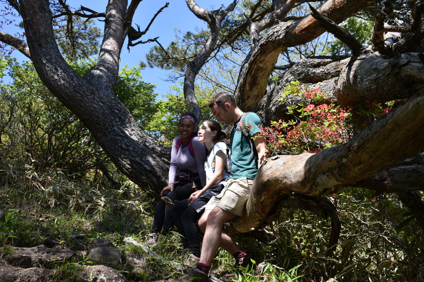 3 hikers taking a break sitting on a low tree branch