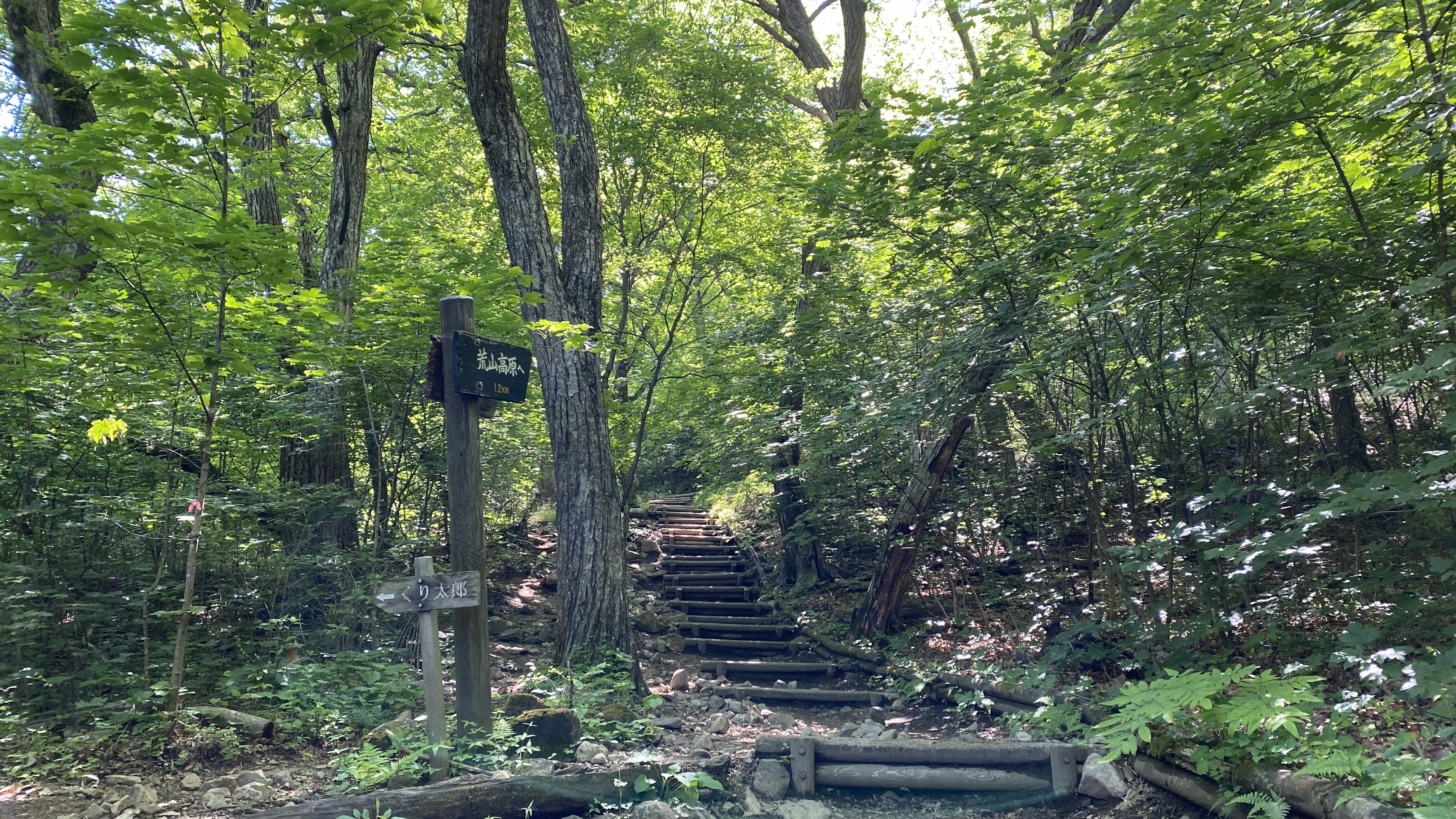 A sun dappled hiking trail with log steps through the forest