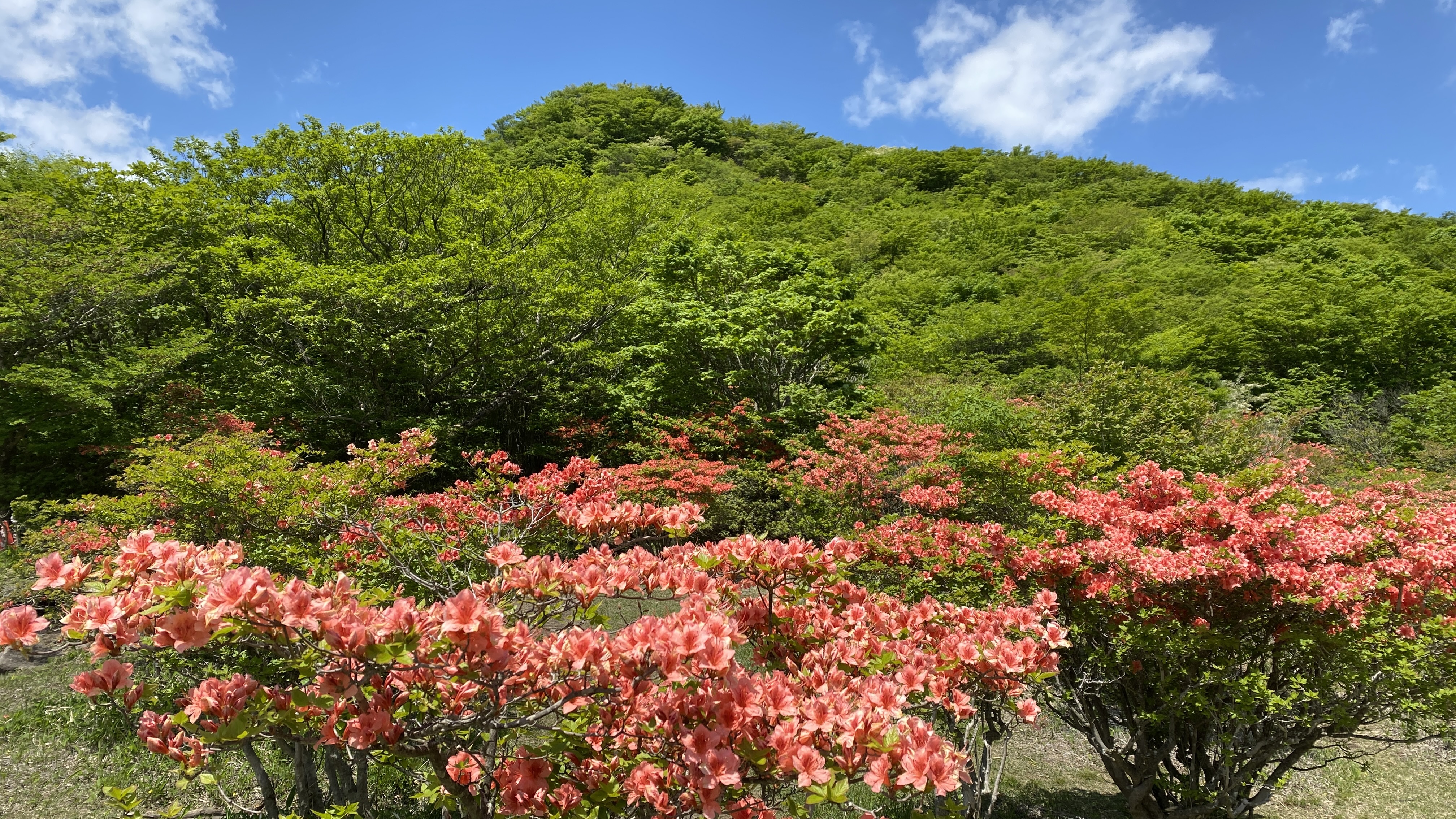 A field of pink kaempferi azaleas (yama tsutsuji) with a green mountain in the background