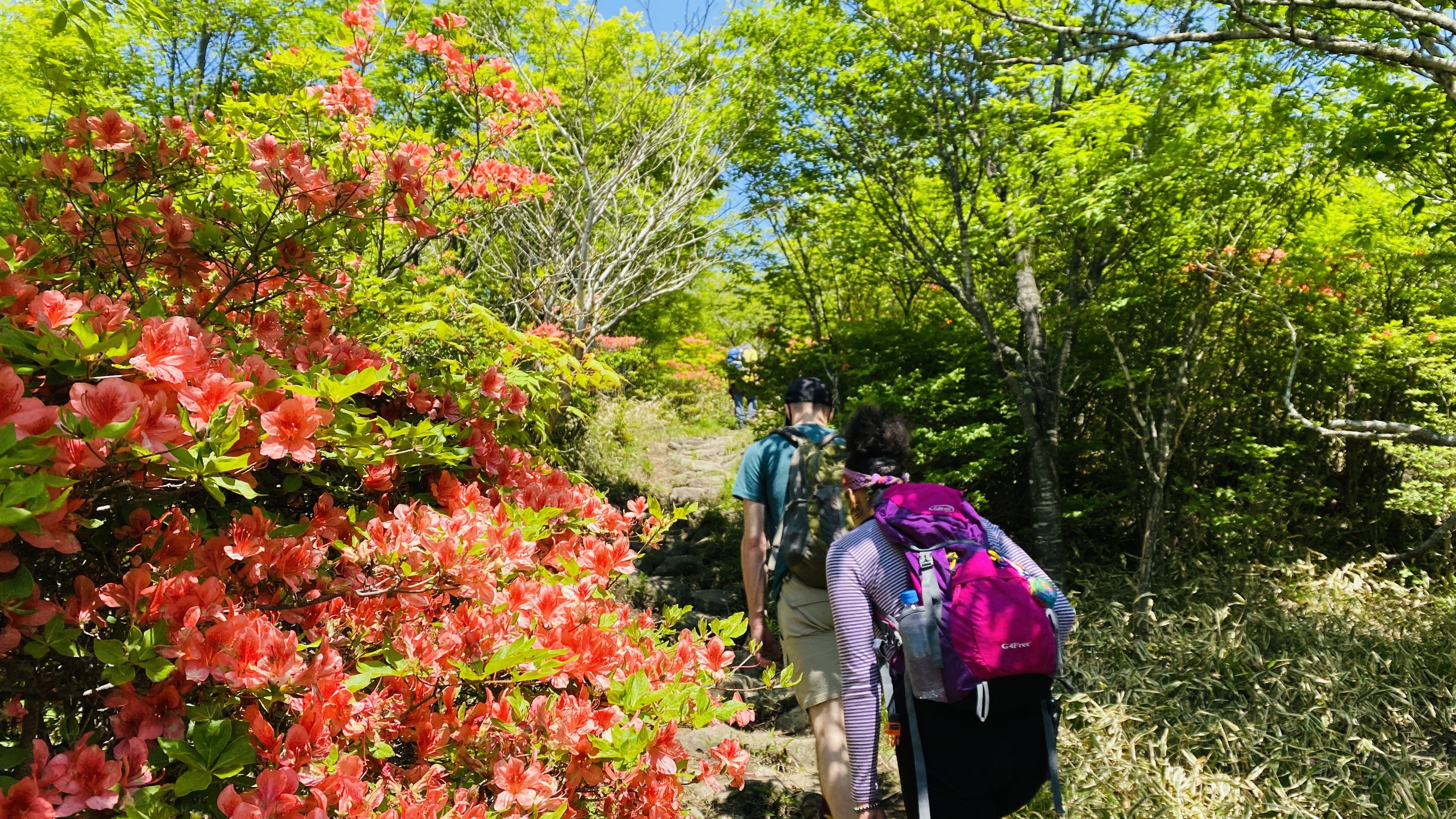 Hikers on a trail lined with pink azaleas