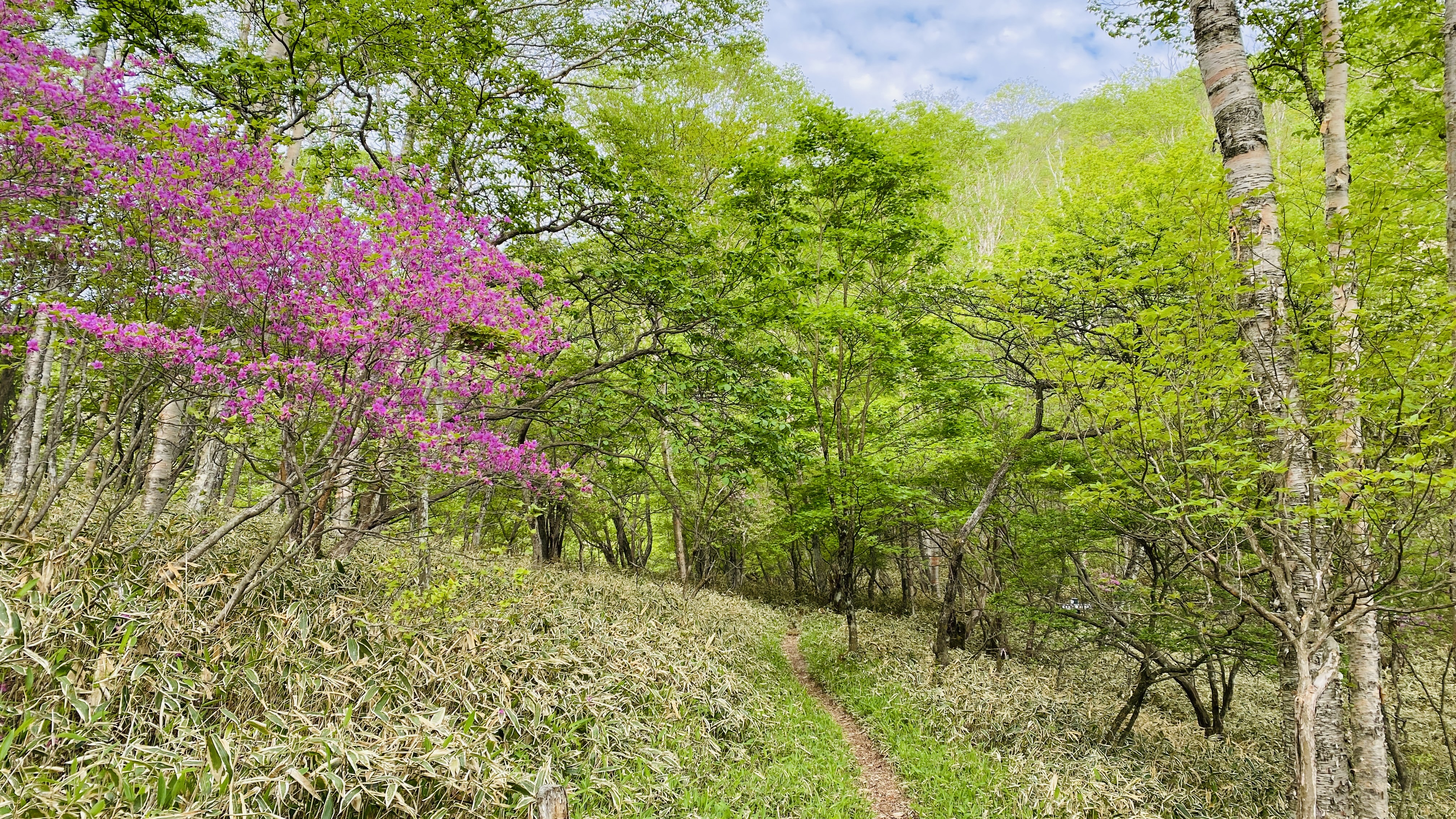 narrow trail through lime green forest with purple azalea tree