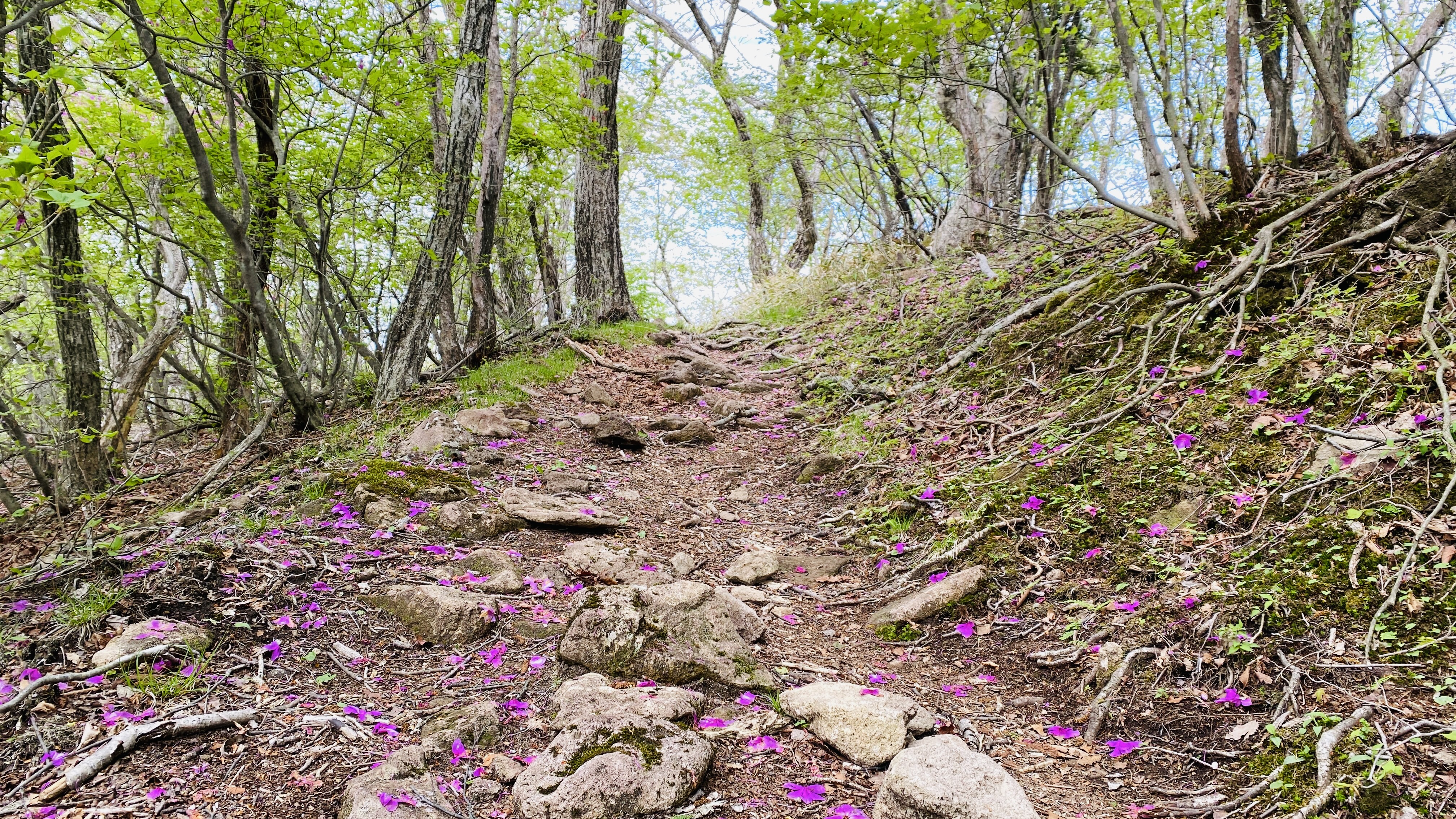 rocky path coming up to crest in trail with purple azalea petals on the ground