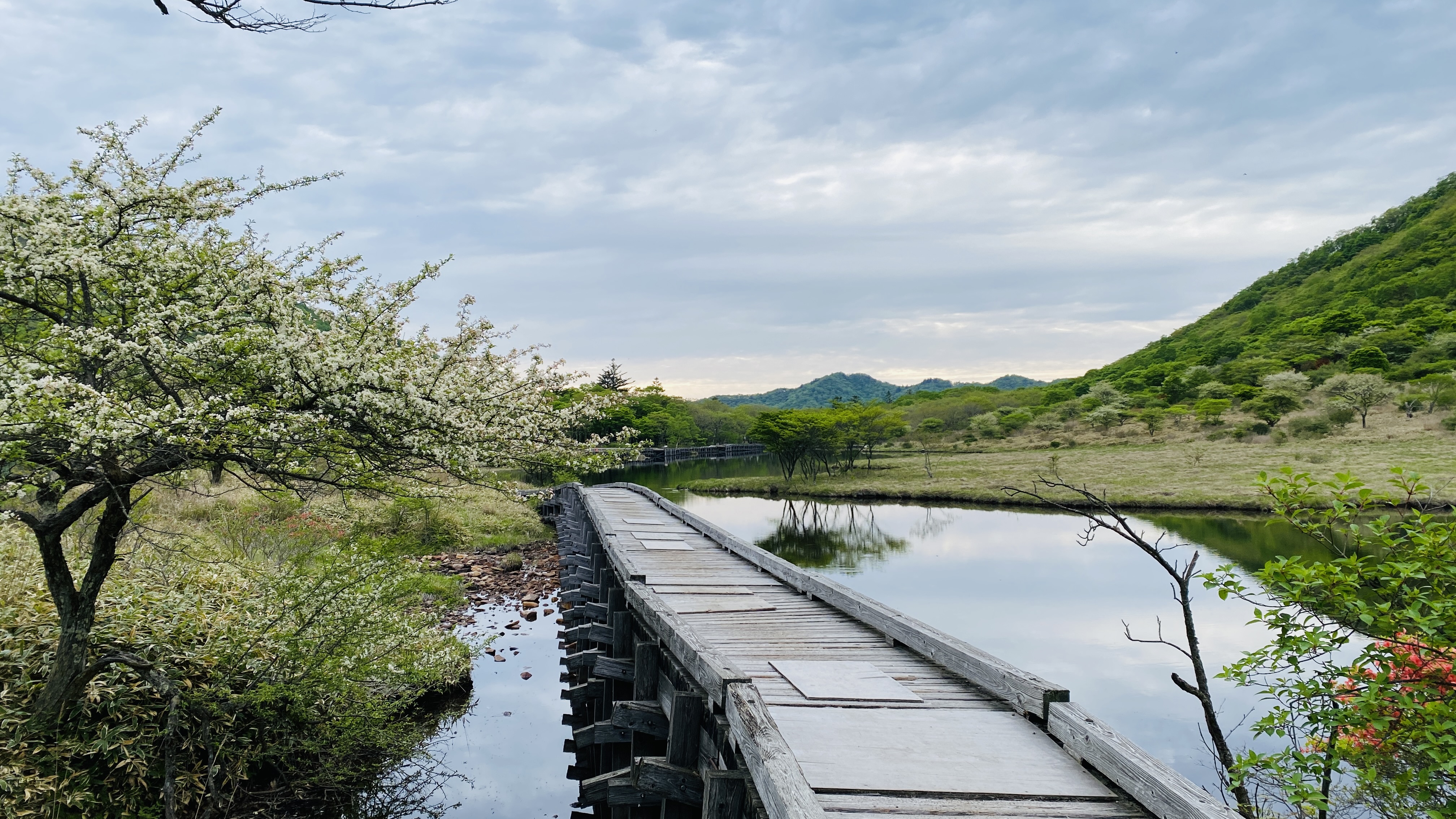 boardwalk across mirrored lake with white crabapple blossom tree on one side