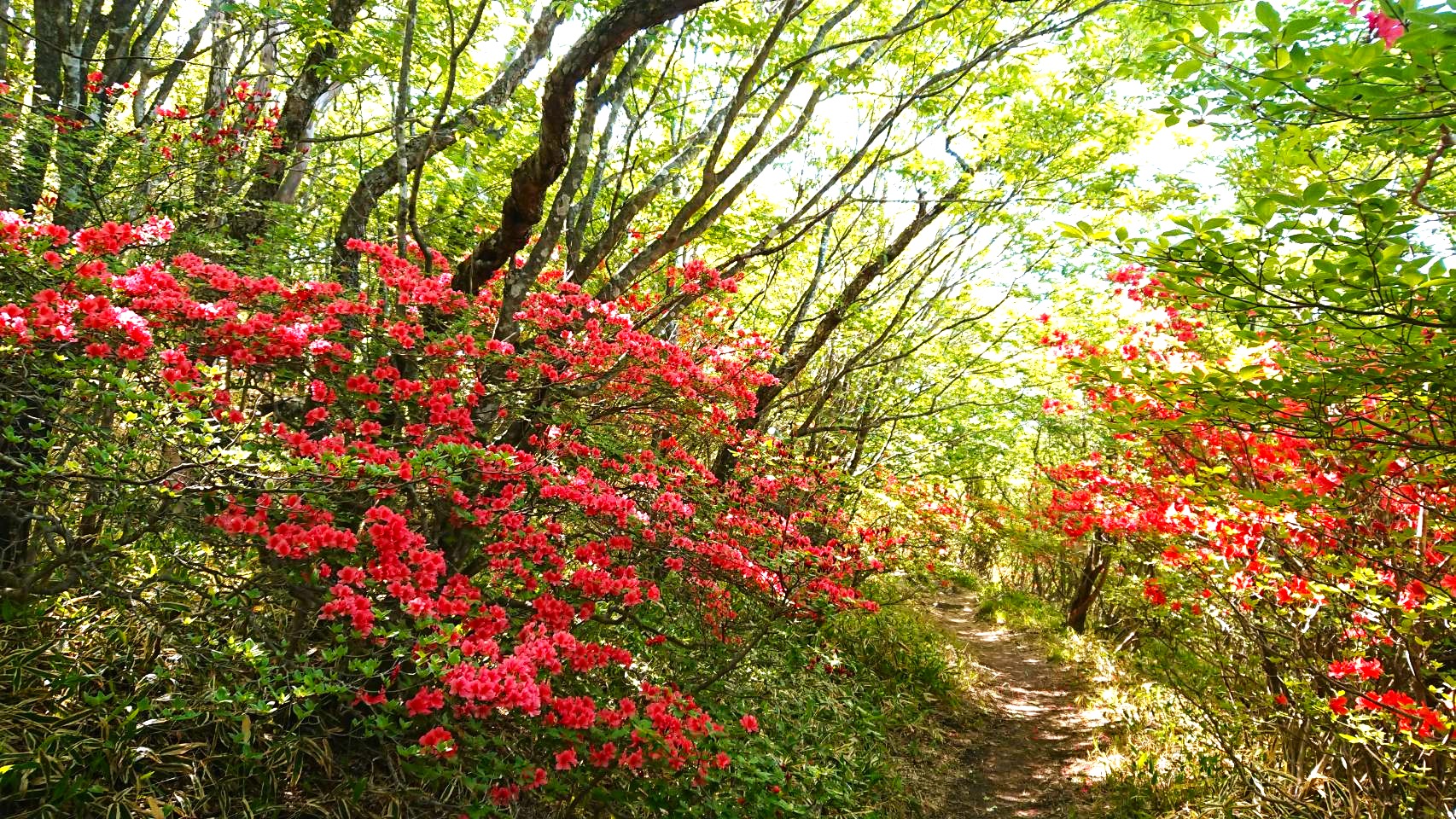 azaleas down both sides of a forest path near Arayama Kogen