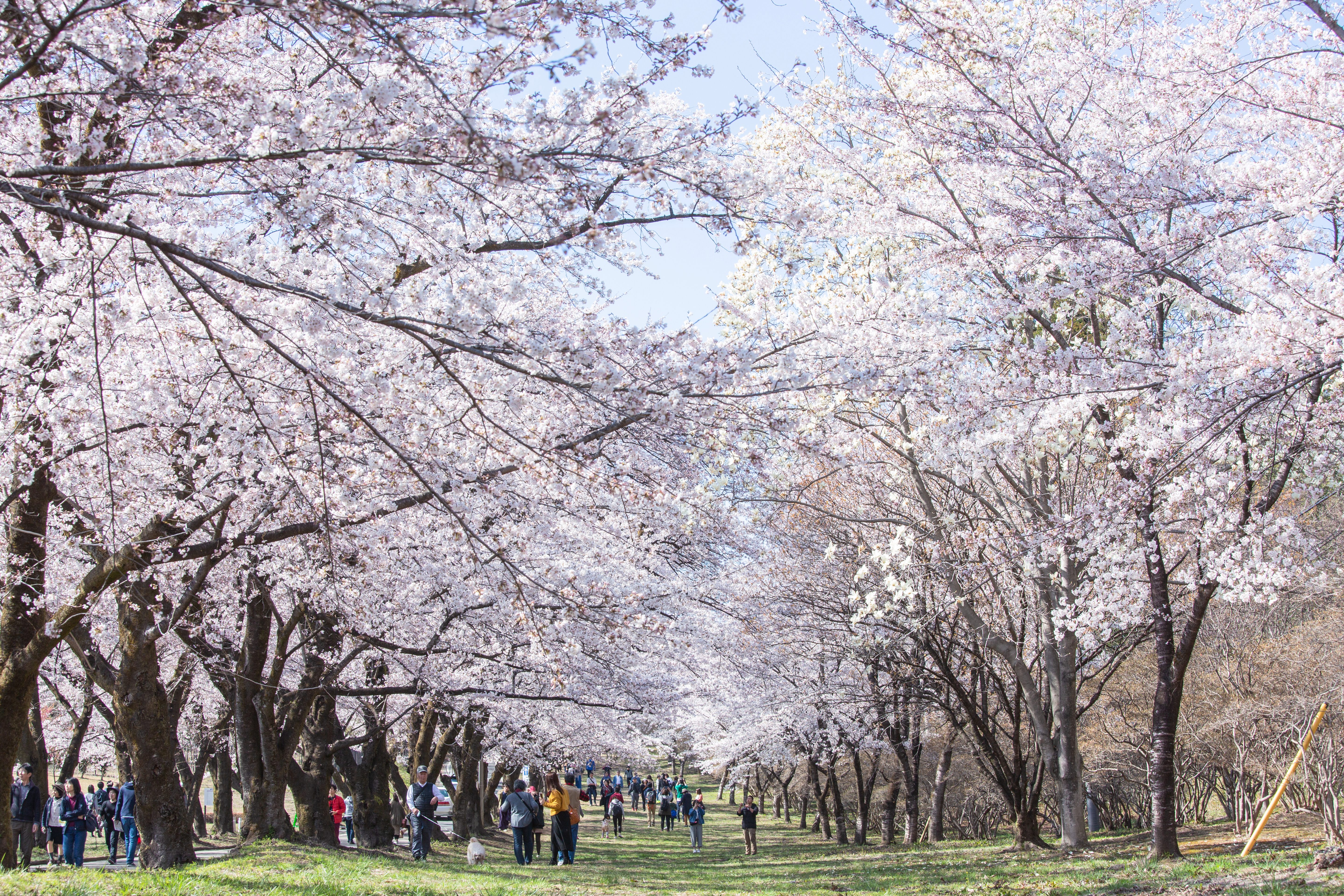 A field lined with cherry blossoms