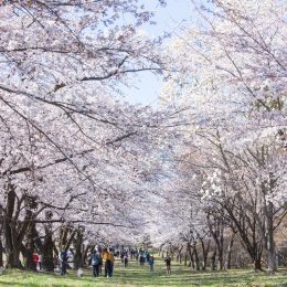 A field lined with cherry blossoms