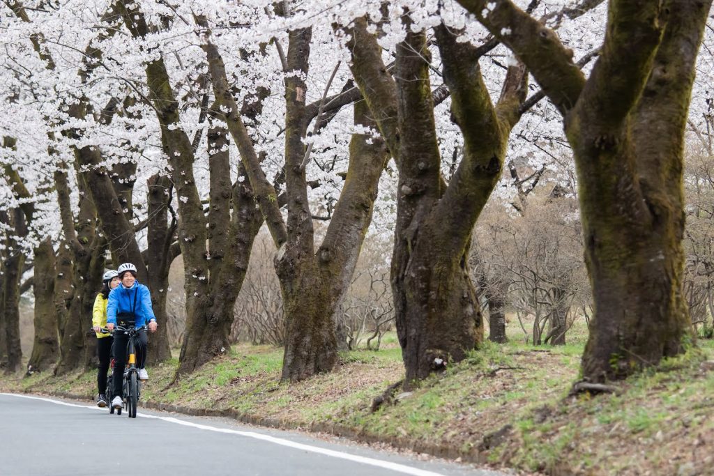 Two people riding e-bikes on a road lined with cherry blossoms