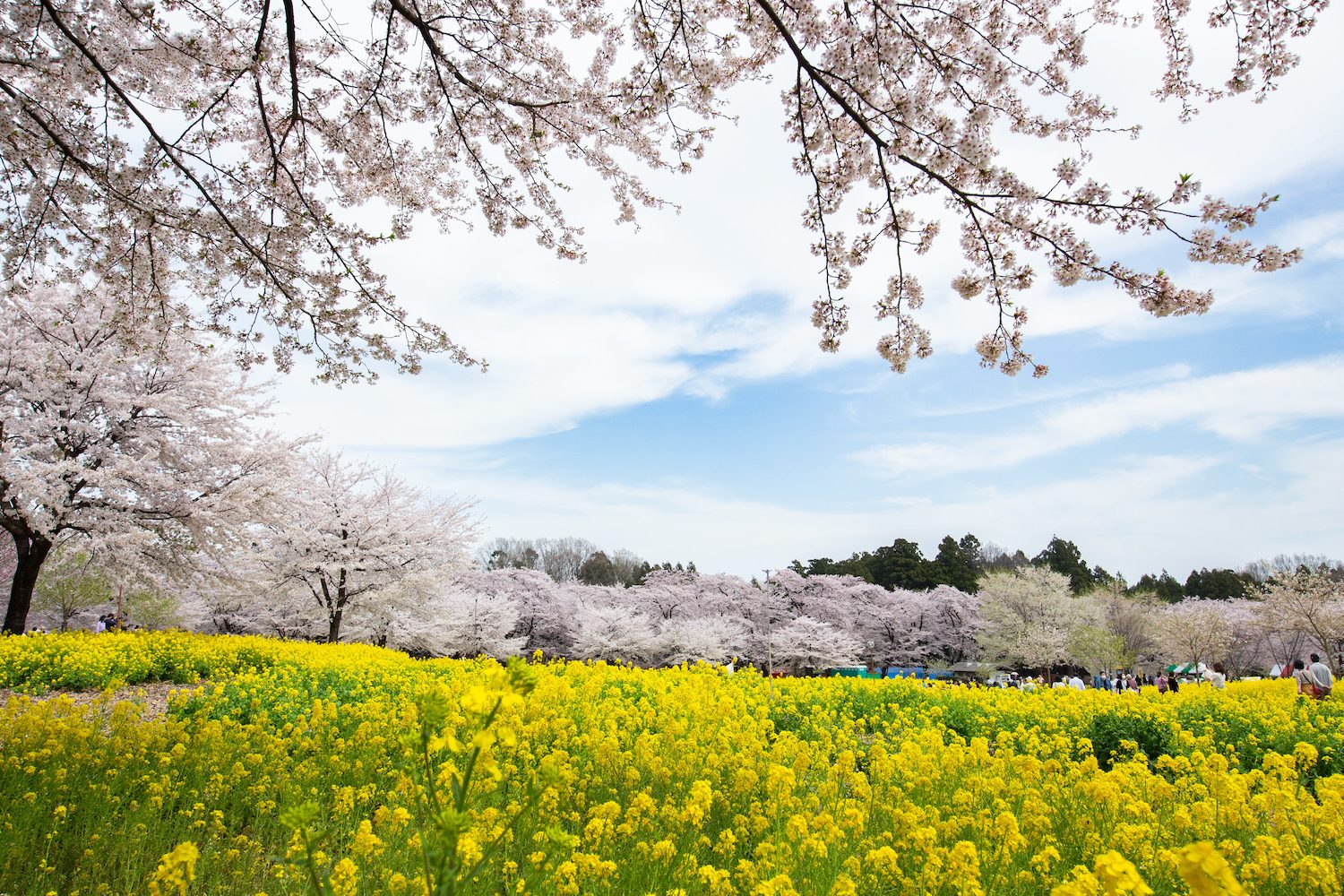 A landscape of pink cherry blossoms and yellow canola flowers