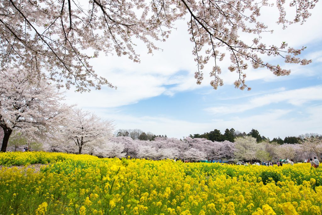 A landscape of pink cherry blossoms and yellow canola flowers