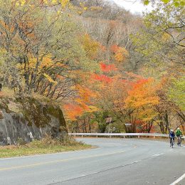 Two cyclists riding amid fall colors