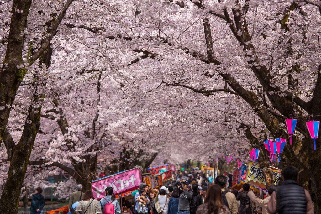 Akagi Tunnel of 1000 Cherry Blossoms festival (Akagi Nanmen Senbonzakura Matsuri)