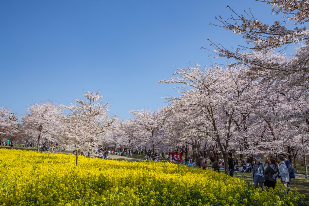 赤城南面千本桜