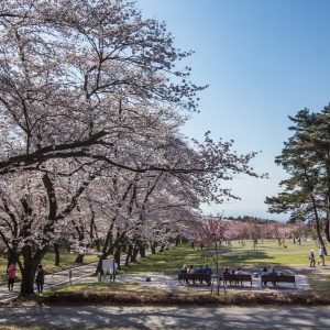 「平成30年赤城南面千本桜まつり」情報