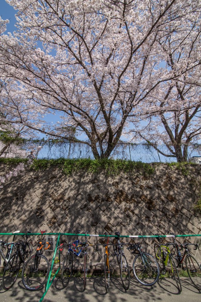 赤城南面千本桜　お花見サイクリング