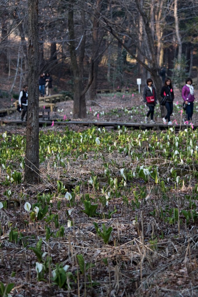 嶺公園のミズバショウ