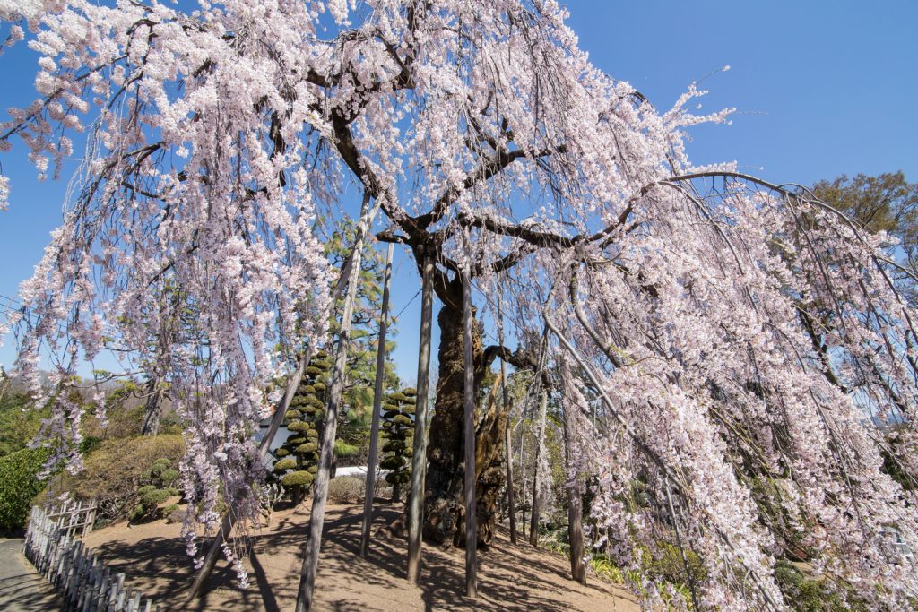 土橋のおかめ桜　3/30撮影