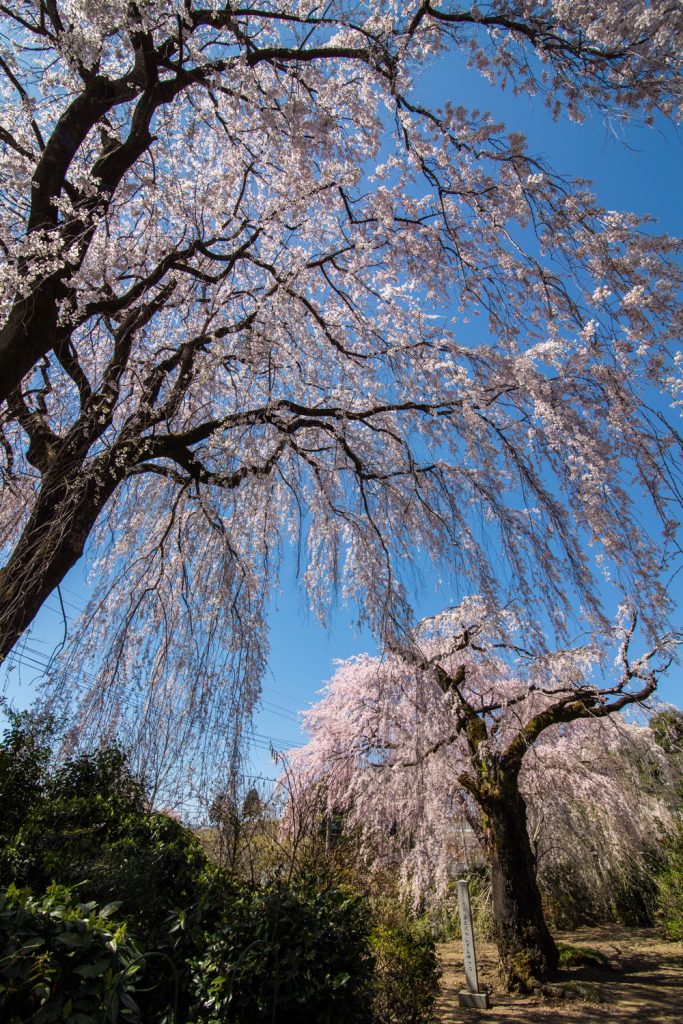 藤生沢のお角桜　3/30撮影