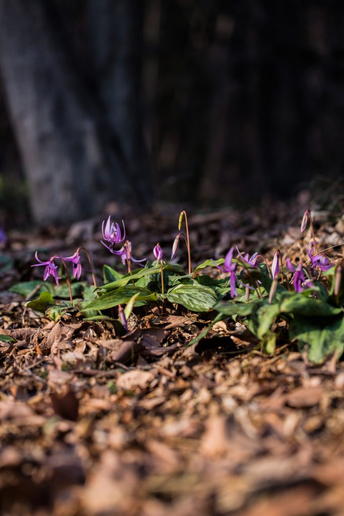 嶺公園のカタクリの花