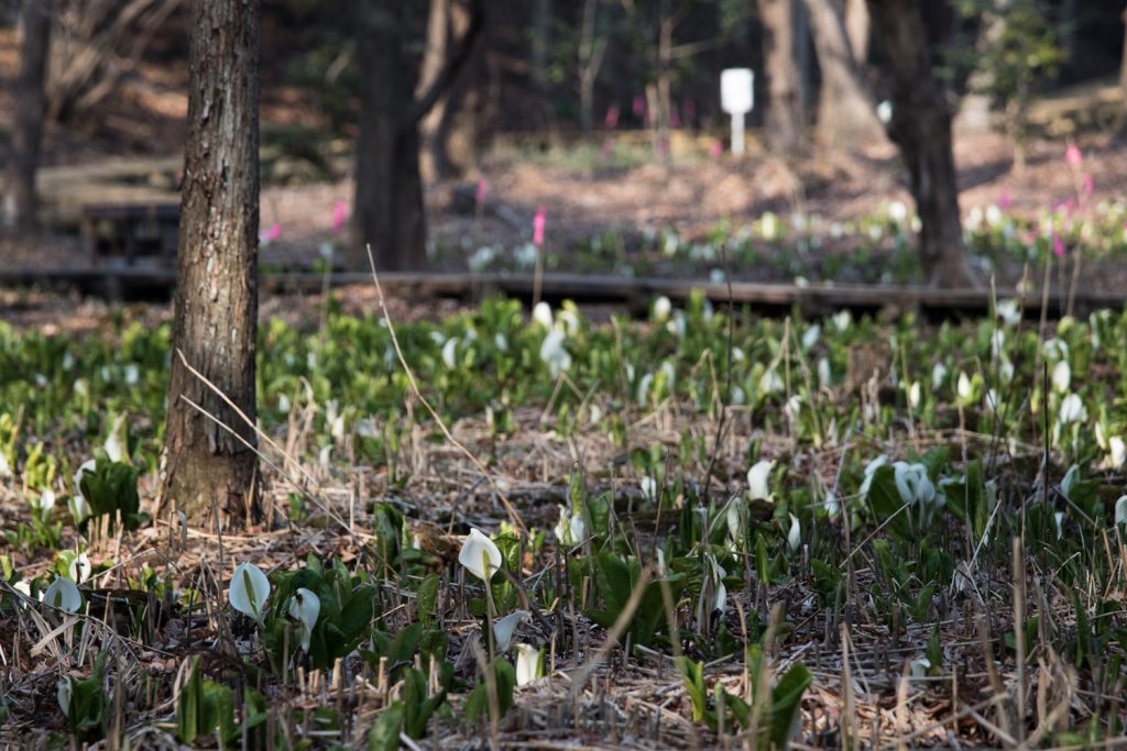 嶺公園のミズバショウ