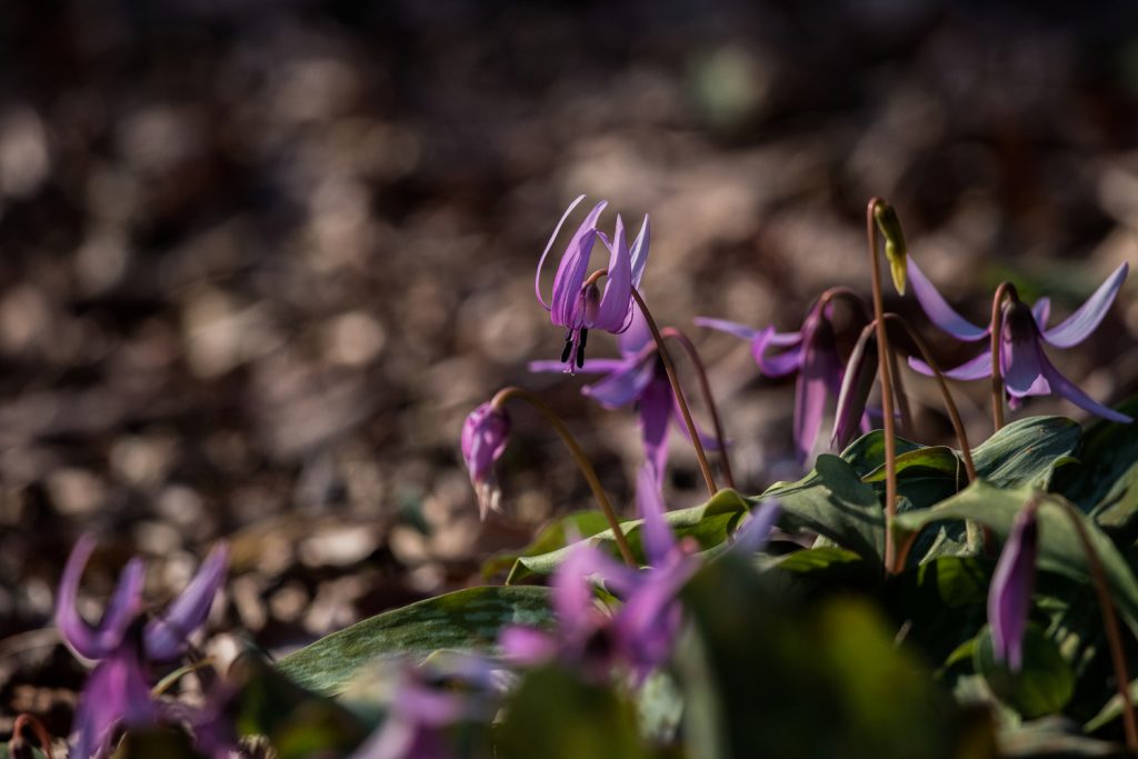 嶺公園のカタクリの花