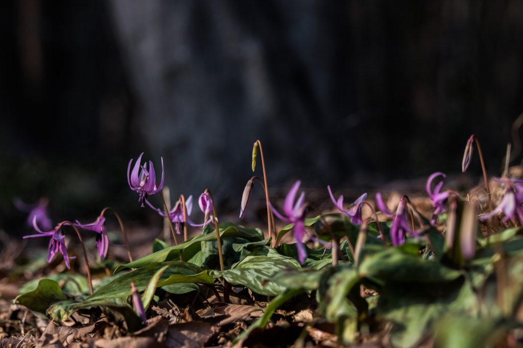 嶺公園のカタクリの花