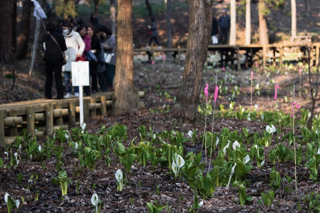 嶺公園のミズバショウ