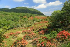 赤城山 秘密の絶景！普段は入れない「赤城白樺牧場」レンゲツツジと新緑 満喫ツアー