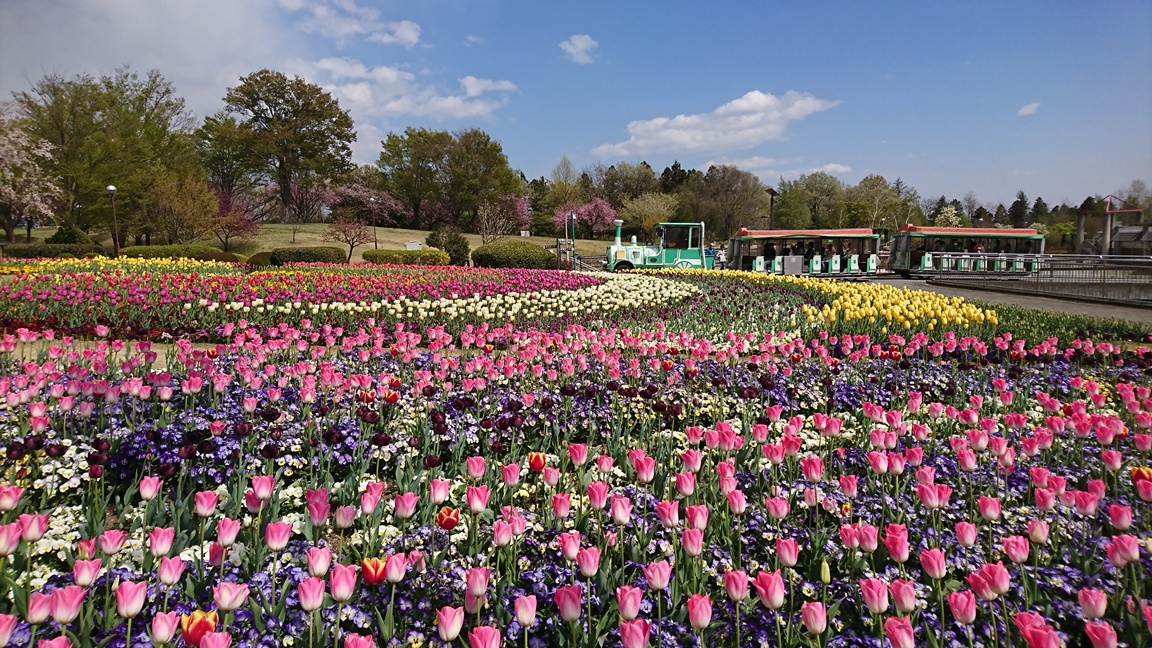 4 9開花情報 ぐんまフラワーパーク 春爛漫 チューリップ 桜 見頃 Akagi Trip 赤城山をあそぼう