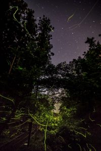 ホタルの幻想世界と上州の薬湯「ホタルと温泉。赤城温泉郷 ゲンジボタル観賞ツアー宿泊パック」