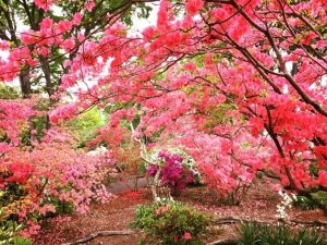 カネコ種苗ぐんまフラワーパーク　初夏の花園「つつじフェスタ」