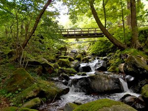 おいしく！楽しく！体験！黒保根水源の森づくりエコツアー