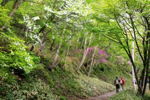 赤城山環境ガイドボランティア養成講座 参加者募集中！「日本百名山 赤城山 11峰」を歩く 6/10(土) 小沼・長七郎山