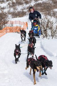 犬と楽しむ２日間！ 犬ぞり＆ザ・レース＠赤城山【前橋ホワイトフェスティバル】