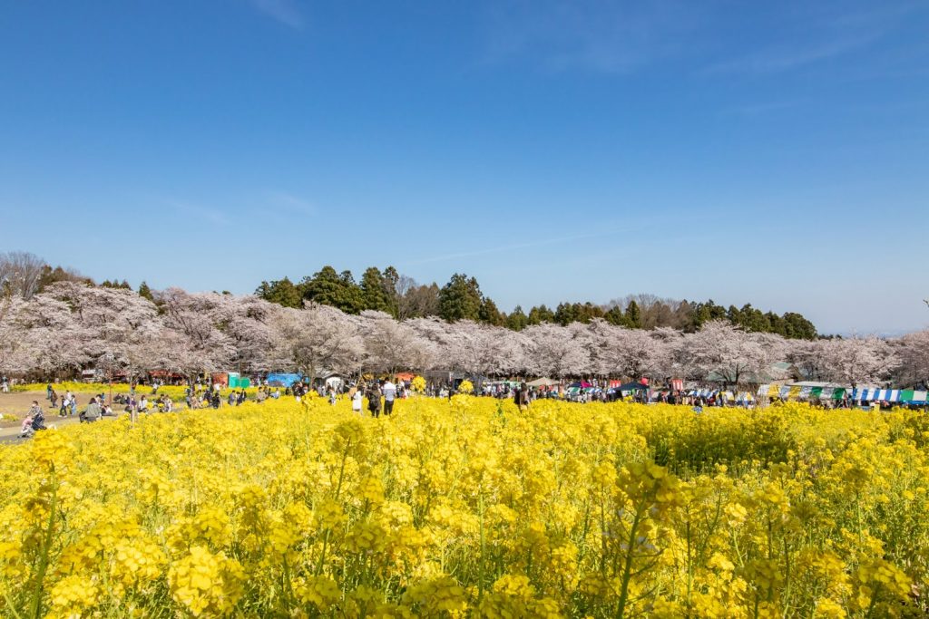 20190417赤城南面千本桜 満開です。 Akagi Trip 赤城山をあそぼう！