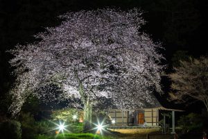 国指定重要文化財 阿久沢家住宅　桜のライトアップ