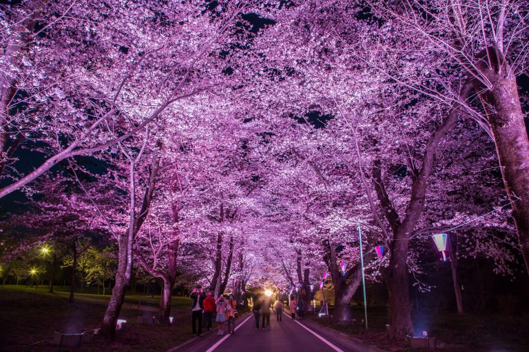 2020年赤城南面千本桜まつり Akagi Trip 赤城山をあそぼう!