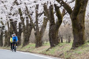 4/3(日)・10(日)開催　坂道らくらくe-Bikeで行く、春の赤城山お花見サイクリングツアー