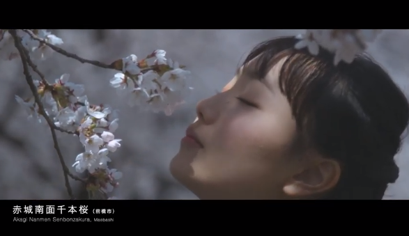赤城南面千本桜