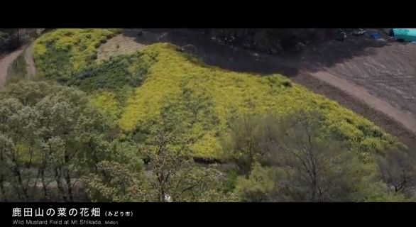 鹿田山と菜の花畑