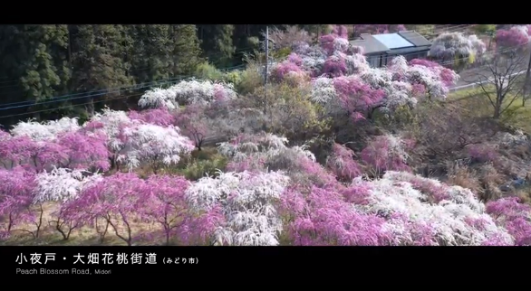 小夜戸・大畑花桃街道（みどり市）