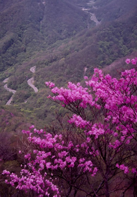 赤城山北面のムラサキヤシオ