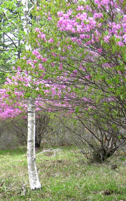 花見ケ原森林公園　トウゴクミツバツツジ