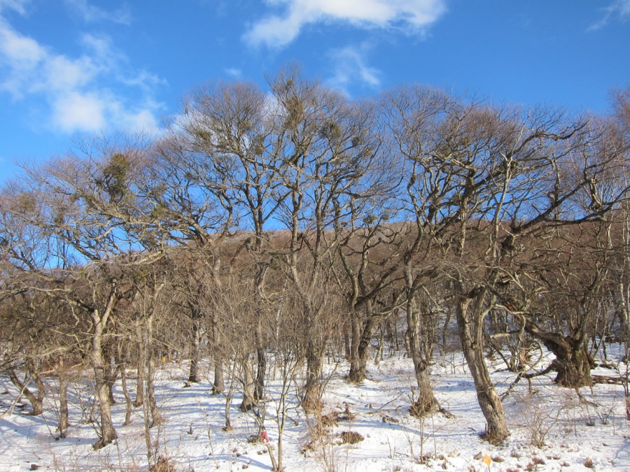 ヤドリギ伝説 愛が始まる丘 赤城山 Akagi Trip 赤城山をあそぼう