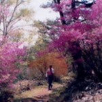 花見ヶ原森林公園 花見ヶ原森林公園