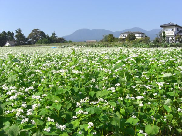 前橋蕎麦畑