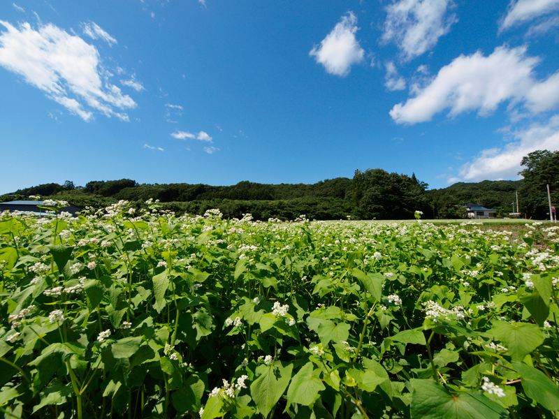 老神温泉・そば畑