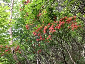 赤城山 ツツジ開花状況 登山で楽しめる場所で見頃 21 6 22 Akagi Trip 赤城山をあそぼう